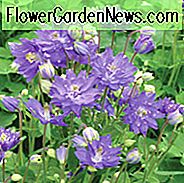 Aquilegia Vulgaris 'Clementine Blue', Akelei 'Clementine Blue', Mönchskopflilie 'Clementine Blue', Blue Columbine