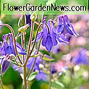 Aquilegia Vulgaris, Akelei, Omas Haube, Europäischer Hahnenfuß, Europäische Akelei, Gewöhnliche Akelei, Granny's Nightcap, Blaue Akelei, Purpur Akelei