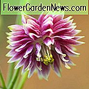Aquilegia Vulgaris var. Stellata 'Nora Barlow', Akelei 'Nora Barlow', Oma 'Bonnet' Nora Barlow ', Clematis-geblühte Akelei' Nora Barlow ', Clematis-geblühte Granny's Bonnet' Nora Barlow ', rosa Akelei