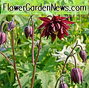 Aquilegia Vulgaris var. Stellata 'Ruby Port', Akelei 'Ruby Port', Aquilegia Vulgaris 'Ruby Port', Granny's Bonnet 'Ruby Port', rote Akeleien, rote Akelei