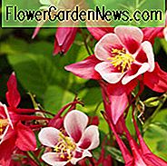 Aquilegia Crimson Star, Akelei Crimson Star, Oma Bonnet Crimson Star, Aquilegia hybrida Crimson Stern, Red Aquilegia, Bicolor Aquilegia