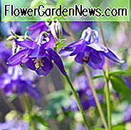 Aquilegia Alpina, Alpen-Akelei, Aquilegia Montana, Berg-Akelei, Alpenkopf-Lilie, Blaue Akelei