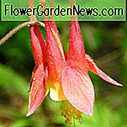 Aquilegia Canadensis, kanadische Akelei, Kanada Akelei, östliche rote Akelei, wilde Akelei, rote Akelei, zweifarbige Aquilegia