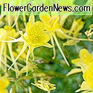 Aquilegia Chrysantha 'Gelbe Königin', Goldene Akelei 'Gelbe Königin', Goldene Akelei, Aquilegia Chrysantha, Akelei 'Gelbe Königin', Oma-Haube 'Gelbe Königin', Gelbe Akelei, Gelbe Akelei