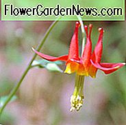 Aquilegia Formosa, Westliche Akelei, Crimson Columbine, Scharlachrote Akelei, Rote Akelei, Rote Akelei