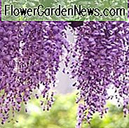 Glyzinien Floribunda 'Royal Purple', Japanische Glyzinie 'Royal Purple', Japanische Glyzinien, Duftende Rebe, Lila Blüten, Lavendelblüten