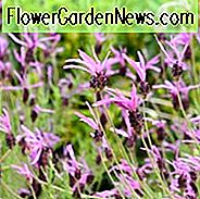 Lavandula Pedunculata subsp. Pedunculata, französischer Lavendel, Schmetterlingslavendel, Lavandula stoechas subsp. Pedunculata, Lavandula Stoechas 'Schmetterling', Lavandula Stoechas 'Papillon', Lavandula 'Schmetterling'