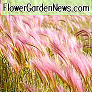 Hordeum Jubatum, Fuchsschwanz-Gerste, Fuchs-Eichhörnchen-Endstück, wilde Gerste, dekoratives Gras, dekorative Gräser, Gräser, dekorative Gräser, mehrjährige Gräser