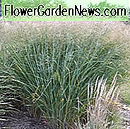 Panicum Virgatum 'Wolke Neun', Panicum 'Wolke Neun', Weiche Gras 'Wolke Neun'