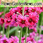 Primula Pulverulenta, Primel, Kandelaber-Primel, Kandelaber-Primel, Pulverisierte Primel, Eukalyptus-Primel, Mehlige Primel, Farinose-Kandelaber-Primel, Schattenpflanzen, mehrjährige Schatten, Pflanzen für den Schatten, Pflanzen für nasse Böden