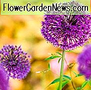 Allium, Zierzwiebel, Allium, Purple Flower, Frühlingszwiebeln, Frühlingsblumen, Tall Alliums, kurze Alliums