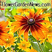 Cappuccino-Gloriosa-GĂ€nseblĂŒmchen, Gloriosa-GĂ€nseblĂŒmchen-Cappuccino, Rudbeckia-Cappuccino, Rudbeckia hirta Cappuccino, Black-eyed Susan Cappuccino, gelbe Blumen, bicolor Blumen