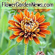 Gloriosa Daisy Cherokee Sonnenuntergang, Rudbeckia Cherokee Sonnenuntergang, Rudbeckia Hirta Cherokee Sonnenuntergang, Black-eyed Susan Cherokee Sonnenuntergang