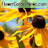Black-Eyed Susan-Marmelade, Rudbeckia Hirta-Marmelade, Gloriosa-GĂ€nseblĂŒmchen-Marmelade, gelbe Ochsenauge-GĂ€nseblĂŒmchen-Marmelade, gelbe Blumen, orange Blumen