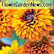 Maya Gloriosa Daisy, Gloriosa Daisy Maya, Rudbeckia Maya, Rudbeckia hirta Maya, SchwarzÀugige Susan Maya, Rudbeckia Maya, Zwerg Rudbeckia