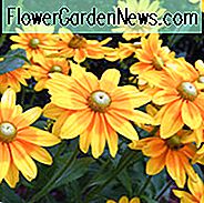 Gloriosa-GĂ€nseblĂŒmchen-Grasland-Sonne, Rudbeckia-Grasland-Sonne, Rudbeckia hirta Grasland-Sonne, preisgekrönte bestĂ€ndige, gelbe Blumen