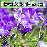 Campanula portenschlagiana, dalmatinische Glockenblume, Wandglockenblume, Adria-Glockenblume, Campanula muralis, violette Blüten, violette Blüten, Lavendelblüten, Bodendecker