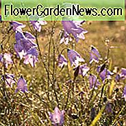 Campanula rotundifolia, Glockenblume, Gewöhnliche Glockenblume, Blaurücken, Kuckuck Schuh, Heath Bells, Damen Fingerhut, Old Man's Bell, Olympia Glockenblume, Scotch Bluebell, Schottische Bluebell, Violette Blüten, Lila Blüten, Lavendelblüten, Bodendecker