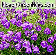 Campanula x pulloides 'Gelee Bells', Glockenblume 'Jelly Bells', 'Gelee Bells' Bellflower, Campanula 'Gelee Bells', lila Blüten, blaue Blüten