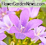Campanula, Glockenblumen, Canterbury Bells, Harenbells, Tassen und Untertassen, Pfirsichblättrige Glockenblumen, Cluster Glockenblumen, Karpaten Glockenblumen, Serbische Glockenblumen