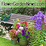 Campanula, Glockenblumen, Canterbury Bells, Harenbells, Tassen und Untertassen, Gartenbett, Garten Grenze, Cottage Gardens