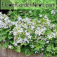 Campanula, Glockenblumen, Canterbury Bells, Harenbells, Tassen und Untertassen, Karpaten Glockenblumen, serbische Glockenblumen, Bodendecker, Bodendecker, blühende Bodendecker, blühende Bodendecker
