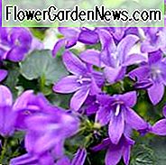 Campanula 'Birch Hybrid', 'Birch Hybrid' Glockenblume, violette Blüten, violette Blüten, Lavendelblüten, Bodendecker