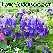 Campanula Sarastro, Glockenblume 'Sarastro', 'Sarastro' Glockenblume, Campanula hybrida 'Sarastro', lila Blüten