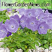 Campanula carpatica 'White Clips', Carpathian Glockenblume 'White Clips', Tussock Glockenblume 'White Clips', Carpathian Harebell 'Weiße Clips', Campanula carpatica 'Weiße Clips', Weiße Blüten