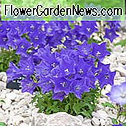 Campanula carpatica var. turbinata 'Jewel', Carpathian Glockenblume 'Jewel', Tussock Glockenblume 'Jewel', Karpaten Harelbell 'Jewel', Blaue Blumen