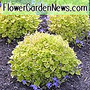 Campanula garganica 'Dickson's Gold', adriatische Glockenblume, Campanula garganica 'Aurea', violette Blüten, violette Blüten, Lavendelblüten, Bodendecker