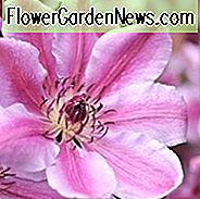 Clematis, frühe große geblühte Clematis, frühe Clematis, große geblühte Clematis, Gruppe 2 Clematis, purpurrote Clematis, lange blühende Clematis, rote Clematis, rosa Clematis, blaue Clematis