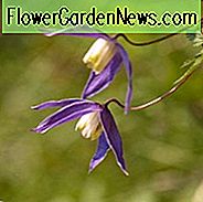 Clematis, Clematis Atragene, Gruppe 1 Clematis, Purpur Clematis, Krankheitsresistente Clematis, robuste Clematis, frühe Clematis, Frühlings Clematis, rosa Clematis, blaue Clematis
