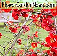 Chaenomeles x superba 'Nicoline', japanische Quitte 'Nicoline', blühende Quitte 'Nicoline', japanische blühende Quitte, rote Blüten, frühe Frühlingsblüten