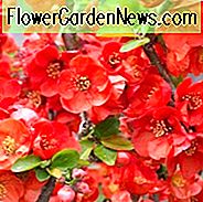 Chaenomeles x Superba 'Texas Scarlet', japanische Quitte 'Texas Scarlet', blühende Quitte 'Texas Scarlet', japanische blühende Quitte, rote Blüten, frühe Frühlingsblüten