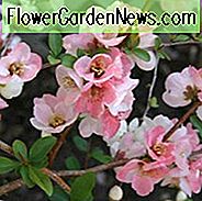Chaenomeles speciosa 'Toyo Nishiki', japanische Quitte 'Toyo Nishiki', blühende Quitte 'Toyo Nishiki', Chaenomeles Toyo Nishiki, japanische Zierquitte, rosa Blüten, frühe Frühlingsblüten