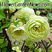 Chaenomeles speciosa 'Kinshiden', japanische Quitte 'Kinshiden', blühende Quitte 'Kinshiden', japanische blühende Quitte, grüne Blüten, frühe Frühlingsblüten