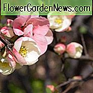 Chaenomeles speciosa 'Moerloosei', Japanische Quitte 'Moerloosei', Blühende Quitte 'Moerloosei', Chaenomeles speciosa 'Apfelblüte', Chaenomeles superba 'Moerloosii', Japanische Zierquitte, Rosa Blüten, Weiße Blüten, Frühblüher