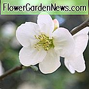 Chaenomeles speciosa 'Nivalis', Japanische Quitte 'Nivalis', Blühende Quitte 'Nivalis', Japanische Blühende Quitte, Weiße Blüten, Frühblüher