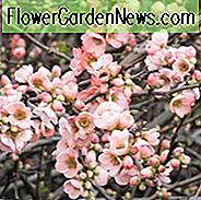 Chaenomeles x superba 'Korallenmeer', japanische Quitte 'Coral Sea', blühende Quitte 'Coral Sea', japanische blühende Quitte, rosa Blüten, frühe Frühlingsblüte