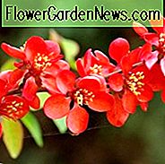 Chaenomeles x superba 'Crimson und Gold', japanische Quitte 'Crimson und Gold', blühende Quitte 'Crimson und Gold', japanische blühende Quitte, rote Blüten, frühe Frühlingsblüten