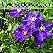 Clematis 'Lady Betty Balfour', Spätblütige Clematis 'Lady Betty Balfour', Gruppe 3 Clematis, lila Clematis, violette Clematis, Clematis Rebe, Clematis Plant, Flower Reben, Clematis Flower, Clematis