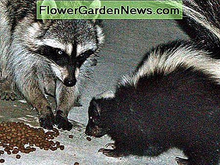 Racoon ir Skunk. Racoon and Skunk.