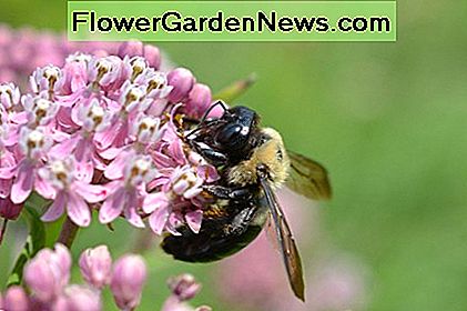 Eastern Carpenter Bee Eastern Carpenter Bee