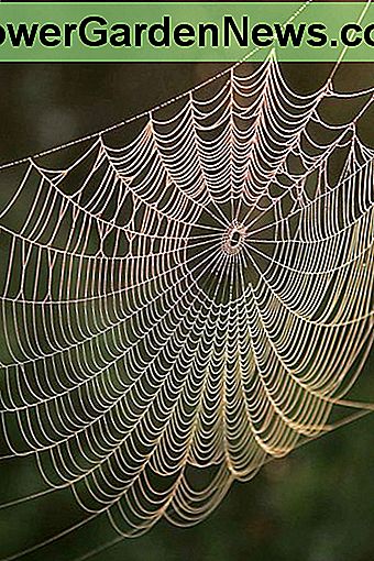 Seit Millionen von Jahren machen Spinnen Spinnen. Spiders have been making webs for millions of years.