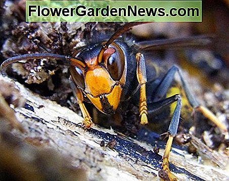 Prancūzijos žievė slepiasi nuo žievės atsparaus Azijos šerno ar grobuonių lapų The face of an Asian hornet or predatory wasp that was observed hiding under bark in France