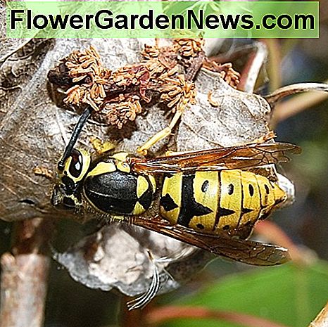 Vakarinė geltona švarkelio karalienė (Vespula pensylvanica) Šiaurės Amerikoje: geltonos švarkelės yra ožkos rūšis, bet nėra šunys. A western yellow jacket queen (Vespula pensylvanica) in North America: yellow jackets are a type of wasp but aren't hornets.