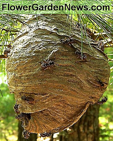 Hornet lizdas A hornet nest