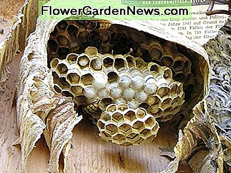 Nugarinė lizdas, kuris buvo sulaužytas ir iš dalies pertvarkytas, rodantis horizontalias šukes ir lizdo išorinius sluoksnius A hornet nest that has been broken open and partially rebuilt, showing the horizontal combs and the papery outer layers of the nest