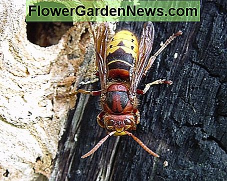 Kitas europinis šernas Another European hornet